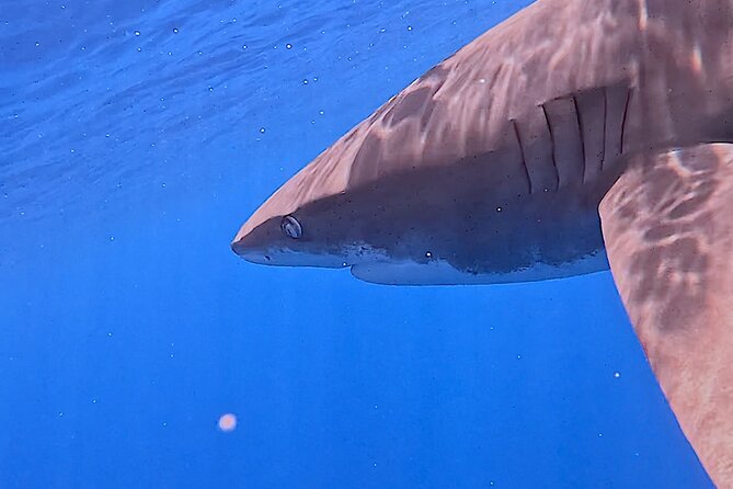 Guided Small Group Whale Watching and Swim Tour Tahiti - Safety, conservation, and the crew’s role
