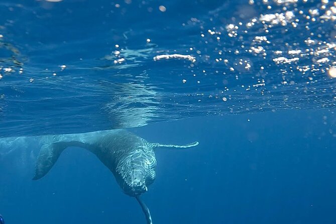 Guided Small Group Whale Watching and Swim Tour Tahiti - What the $238.07 price really buys