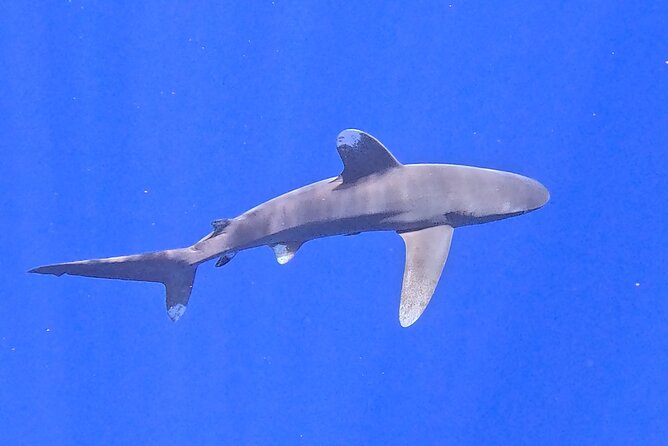 Guided Small Group Whale Watching and Swim Tour Tahiti - Who will enjoy this most