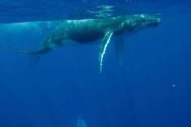 Guided Small Group Whale Watching and Swim Tour Tahiti - Searching for humpback whales from July to November