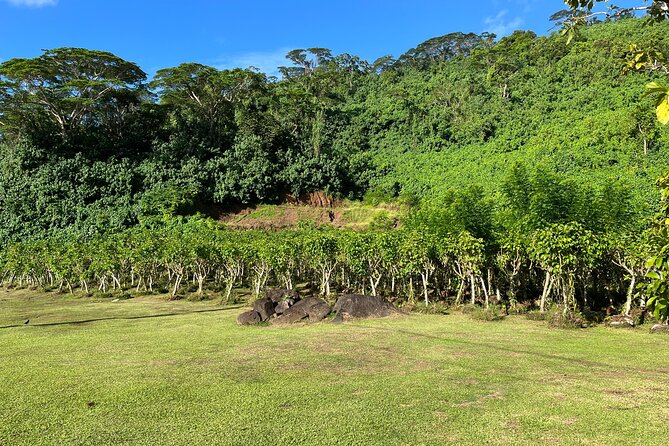 Guided tour of the island of Tahaa with Revanui Excursions - Vanilla, rum, and pearls: three useful local stops