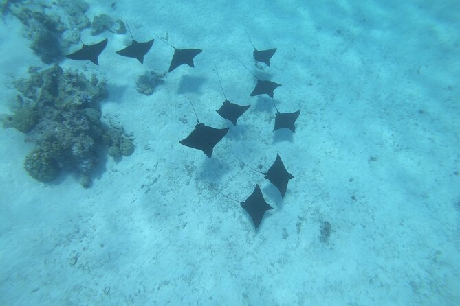 Half a day to discover Bora Bora with O-sea - Who will enjoy this outing most