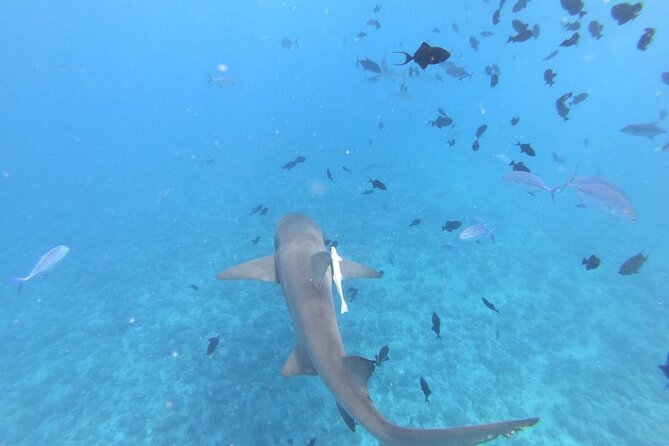 Half a day to discover Bora Bora with O-sea - Swimming near rays and reef sharks