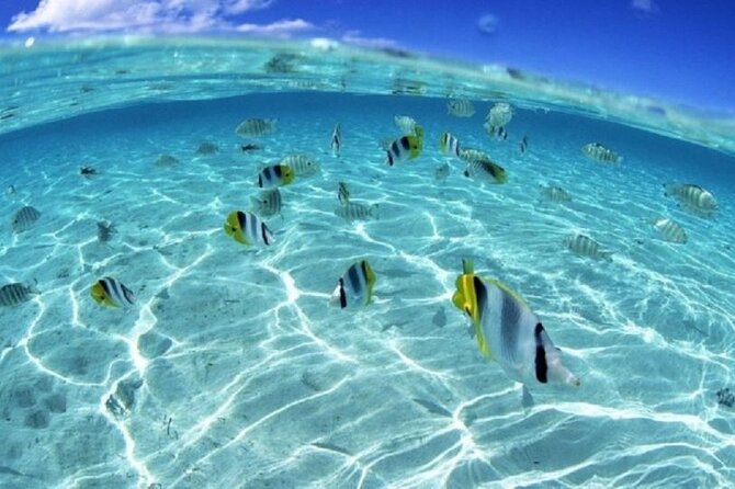 Half day Eco Snorkeling small group Tour in Bora Bora - Who will enjoy this tour most