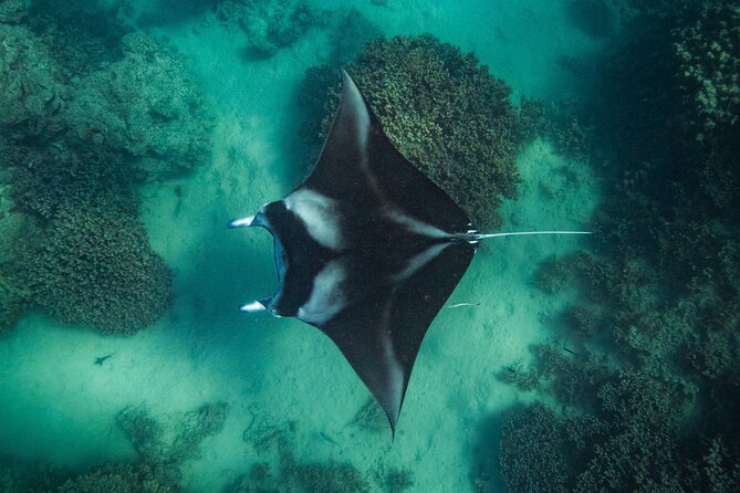 Half day Eco Snorkeling small group Tour in Bora Bora - Four stops, four kinds of marine life