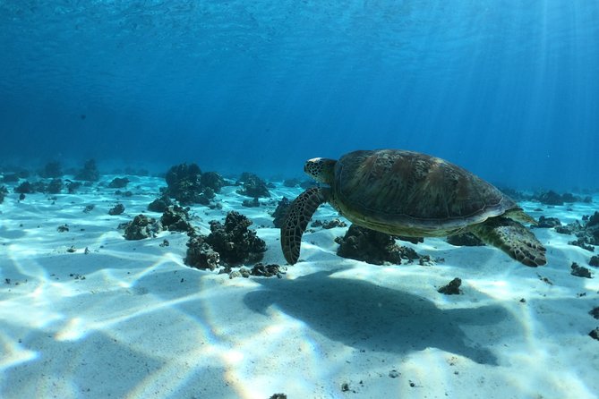 Half day Excursion, Drift Snorkeling Lagoon Adventure. 3H - Turtles, rays, sharks, and colorful fish