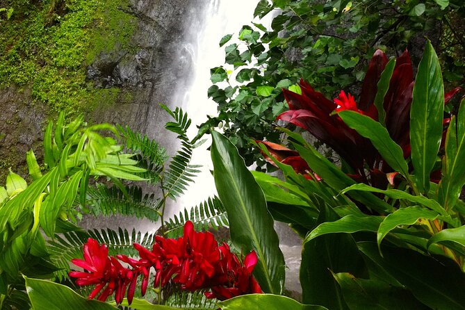 Half-Day Guided Hike to Afareaitu Waterfall - Why Afareaitu Valley is worth your morning