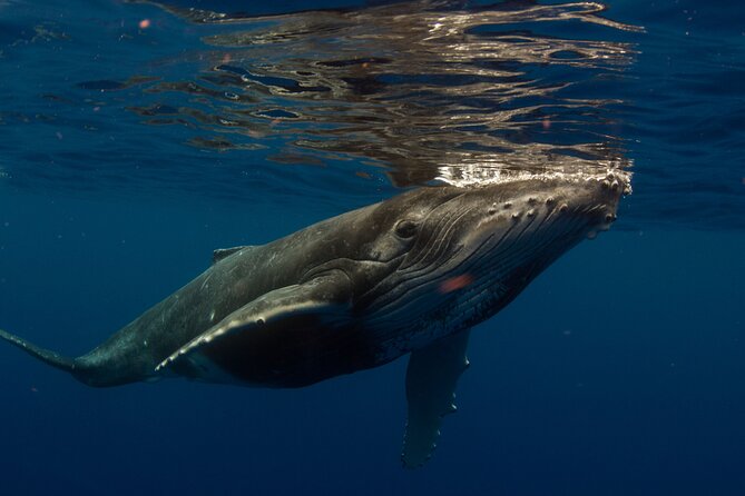 Half-Day Humpback Whales Encounter in Moorea - Meeting Captain Tamatoa at PK 24