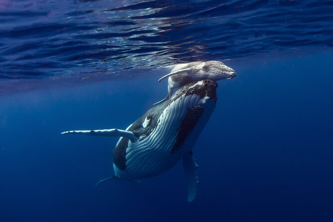 Half-Day Humpback Whales Encounter in Moorea - Searching Moorea’s coast for humpbacks