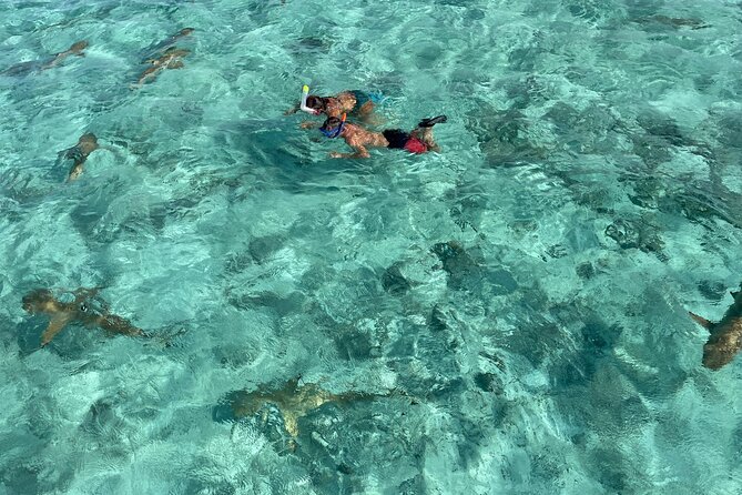 Half day lagoon safari tour in Bora Bora- Shared tour - Key things to know before booking