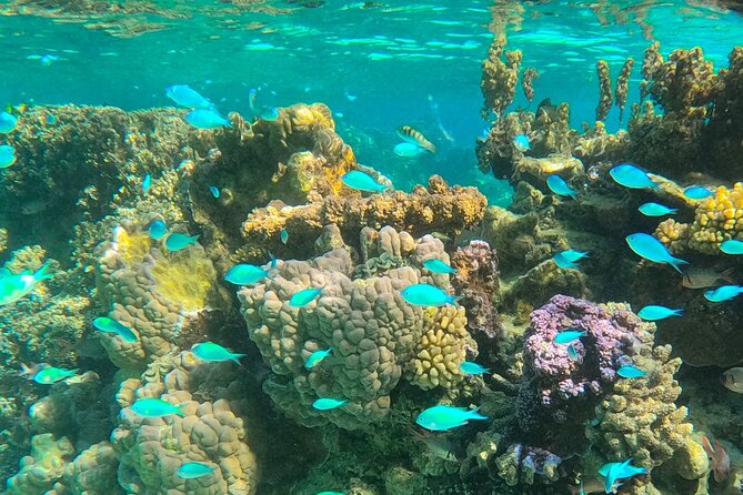 Half day lagoon safari tour in Bora Bora- Shared tour - Coral gardens and the smaller creatures