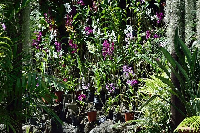 Half Day Nadi Tour incls Sri Siva Temple, Orchid Gardens,Local Village & Markets - How much value do you get for $93.60?