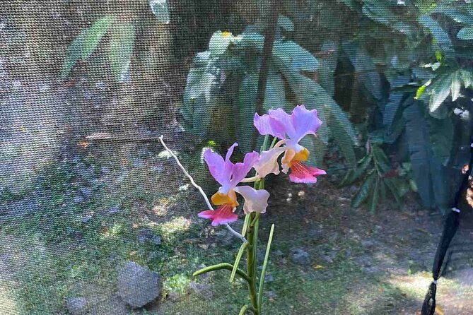 Half Day Nadi Tour Temple, Market, Gardens and Mud Pools - Why this Nadi tour works as a half-day plan