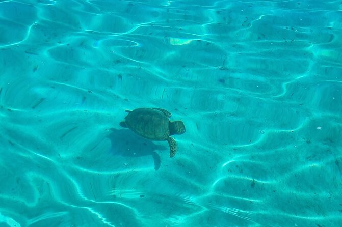 Half Day Private Boat Snorkeling Excursion Moorea - A possible dolphin sighting at Ha’apiti