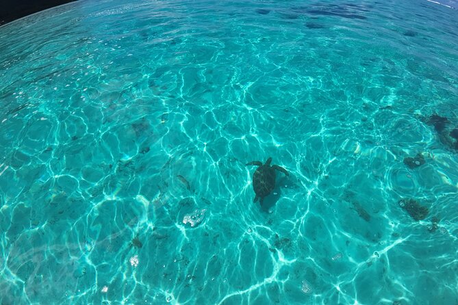 Half Day Private Boat Snorkeling Excursion Moorea - Fresh fruit, juice, and what is not included