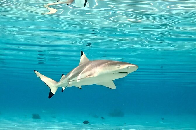 Half Day / Private Lagoon Adventure in Mo'orea - Second stop: snorkeling through Mo’orea’s coral garden