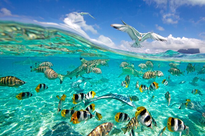 Half Day Private Lagoon Snorkeling Experience - Price and value for two people