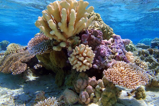 Half Day Private Lagoon Snorkeling Experience - Who should book this lagoon excursion?