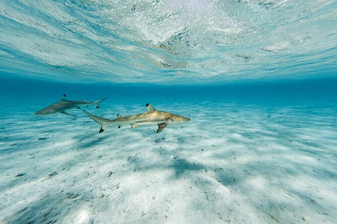 Half-Day Private Luxury Tour from Bora Bora - Who will enjoy this outing most