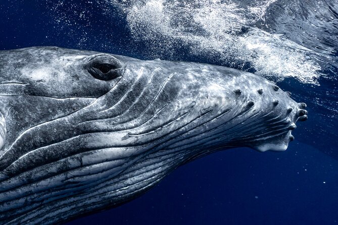 Half Day Private Whale Watching in Moorea - Four private hours on Moorea’s whale waters