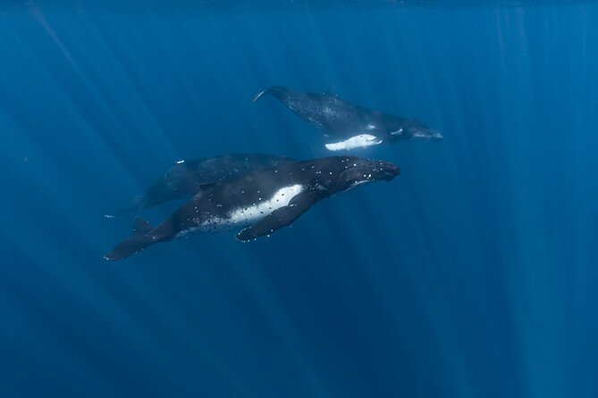 Half Day Private Whale Watching in Moorea - Respectful whale watching from July to November