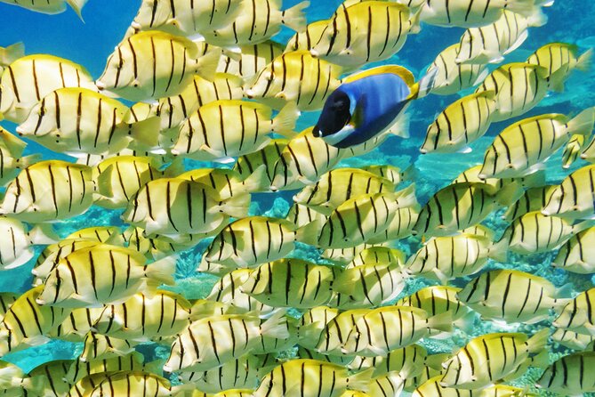 Half-Day Small-Group Cruise in Bora Bora with Snorkelling - What makes this Bora Bora cruise worth your time