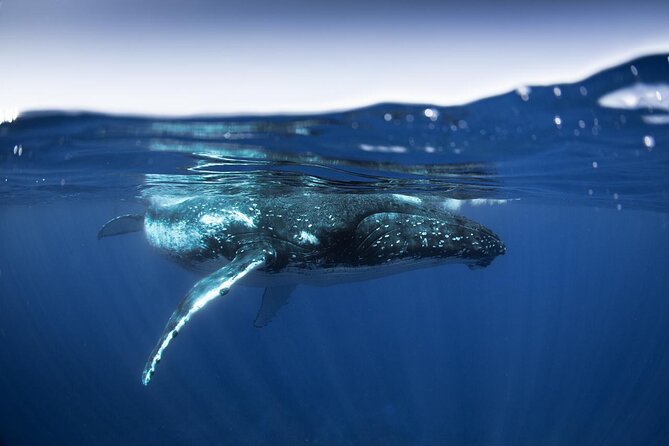 Half Day Small Group Whale Watching - Why six people makes such a difference