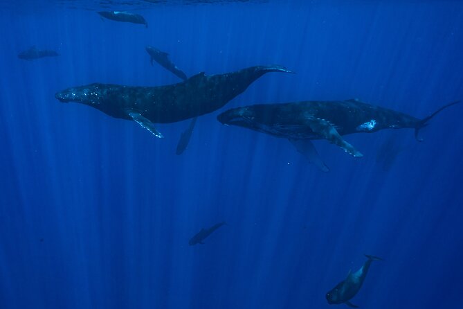 Half Day Small Group Whale Watching - The guides and the human side of the trip