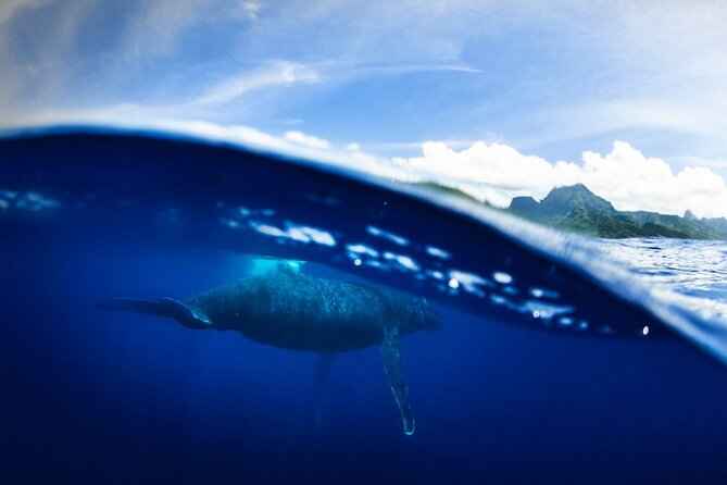 Half Day Small Group Whale Watching - What to bring and how to prepare