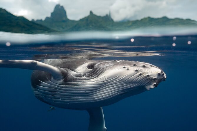 Half Day Small Group Whale Watching - Meeting the humpback whales from August to November
