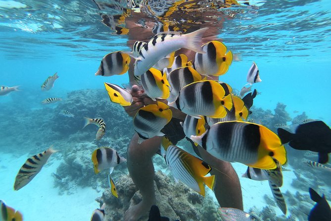 Half Day Snorkeling in Moorea - Why Moorea looks better from a small boat