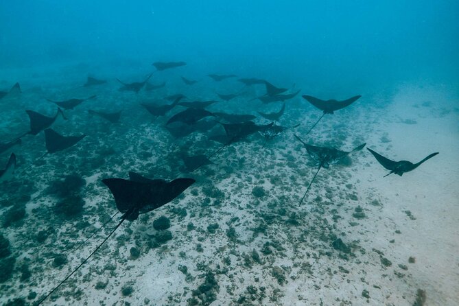 Half Day Snorkeling in Moorea - Coral gardens, turtles and the drift snorkel