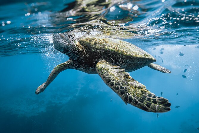 Half Day Snorkeling in Moorea - What the wildlife viewing is really like