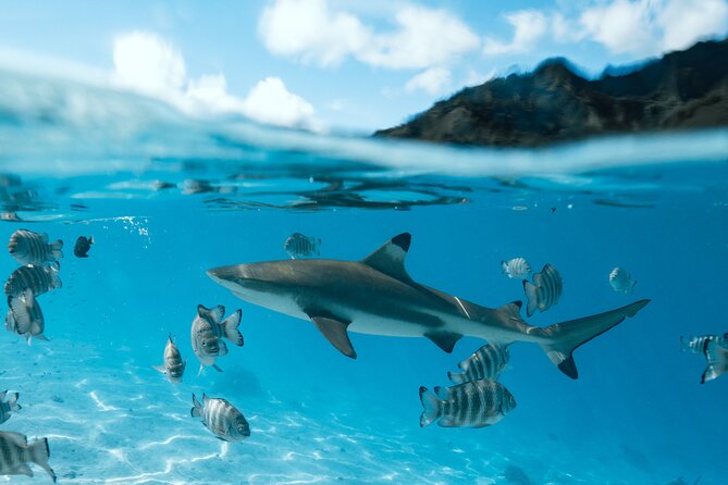 Half Day Snorkeling in Moorea - Family comfort and swimming ability