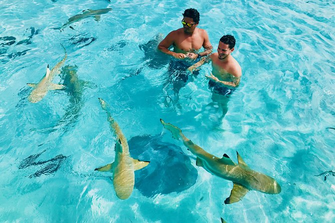 Half Day Snorkeling in Moorea - The shallow shark and ray stop