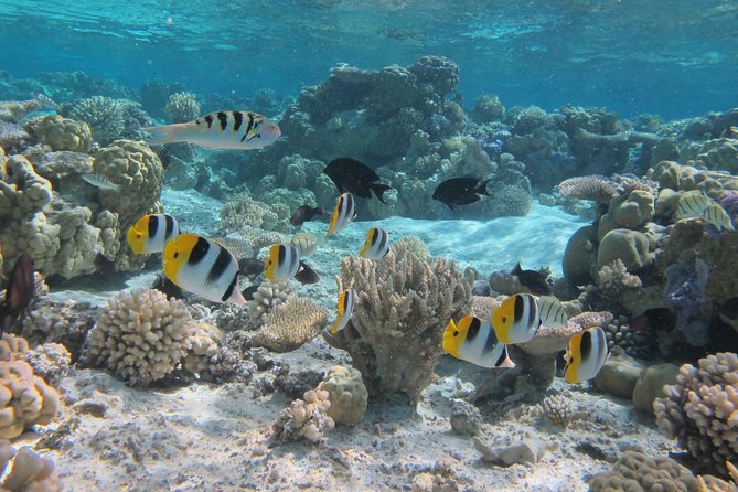 Half day Snorkeling Shared Boat Tour in Bora Bora - The manta ray stop: a calm start to the wildlife search