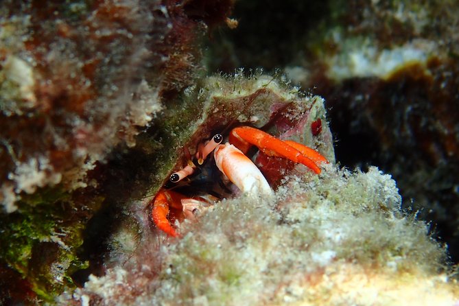 Half day Snorkeling Shared Boat Tour in Bora Bora - The coral garden is the visual highlight