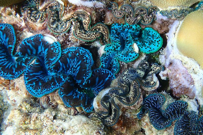 Half day Snorkeling Shared Boat Tour in Bora Bora - What the small group changes