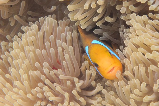 Half day Snorkeling Shared Boat Tour in Bora Bora - Guides who shape the experience