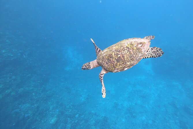 Half-Day Snorkeling Tour in Tahiti - Key points to know before you book