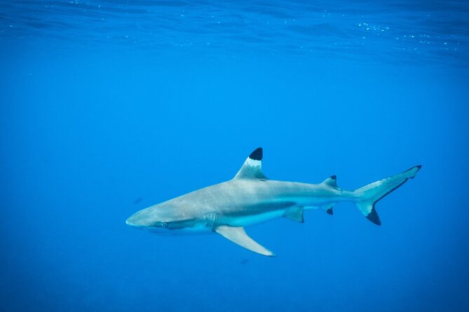 Half-Day Snorkeling Tour in Tahiti - Dolphins, wrecks, and turtles in one half-day