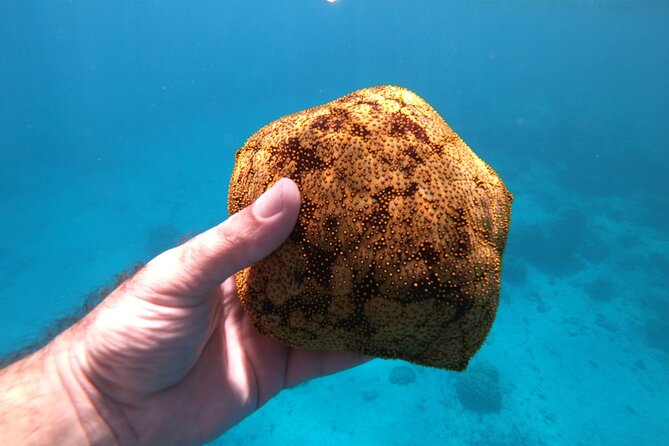Half-Day Snorkeling Tour in Tahiti - Stop three: Sapinus Bay and Fishermen’s Point