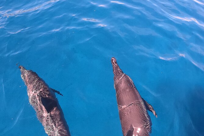 Half-Day Snorkeling Tour in Tahiti - Fruit, drinks, and a simple lagoon break