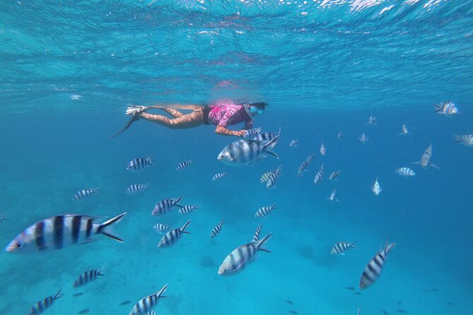 Half-Day Snorkeling Tour in Tahiti - What the $170.78 price buys you