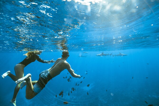 Half Day Tour lagoon discovery marine fauna flora small group - Starting at Coco Beach Restaurant parking