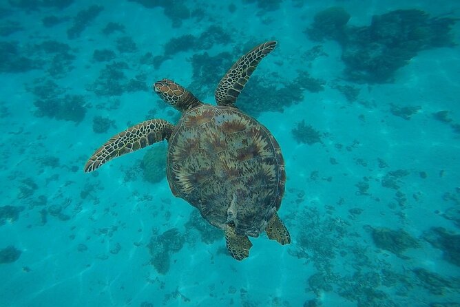 Half Day Tour lagoon discovery marine fauna flora small group - Final swim: turtles and the chance for leopard rays