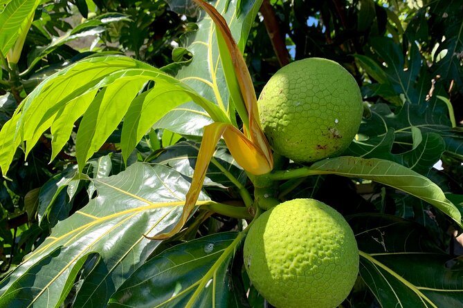 Half-Day Tour of Moorea Island in a Small Group - Rotui fruit juice and alcohol tasting