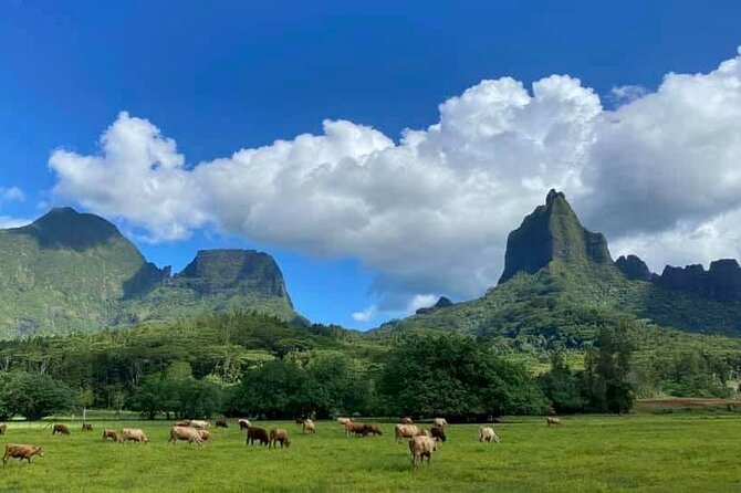 Half-Day Tour of Moorea Island in a Small Group - Guides who bring the island to life