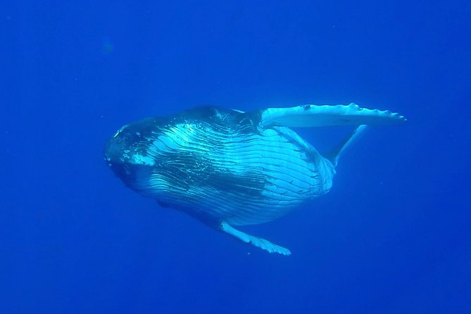 Half day whale tour 4h00 - July through November is the season to aim for