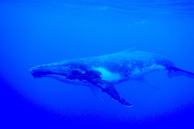 Half day whale tour 4h00 - Swimming with whales requires real effort